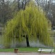 Salix 'Babylonica - Saule pleureur