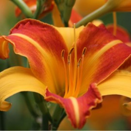 Hemerocallis Frans Hals