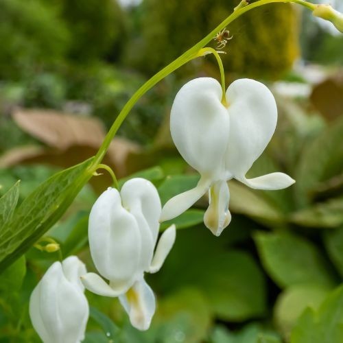 Dicentra spectabilis alba (cœur de Marie)