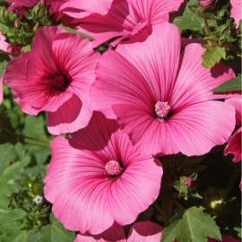 Lavatera Hybride Blushing Bride