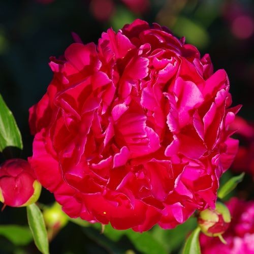 Paeonia suffruticosa Duchesse de Nemours
