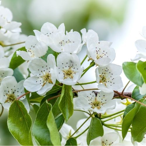 Pyrus calleryana ' Chanticleer'