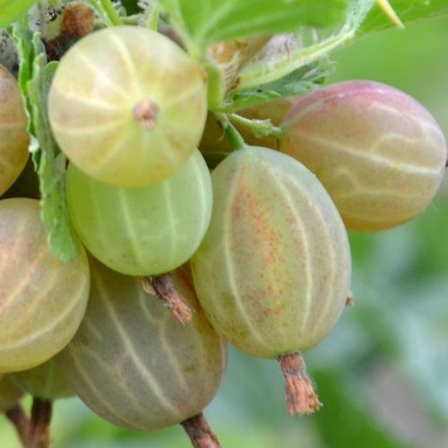 Ribes uva-Crispa 'Hinnonmaki Gelb' - Groseiller à maquereau