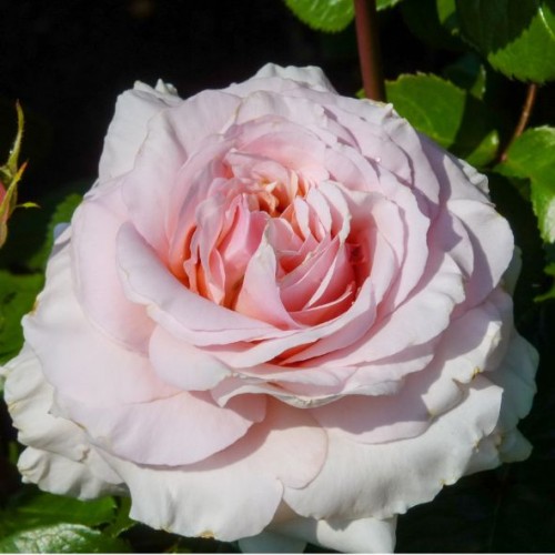 Rosa " André Le Notre"