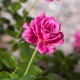 Rosa "Claude Brasseur"