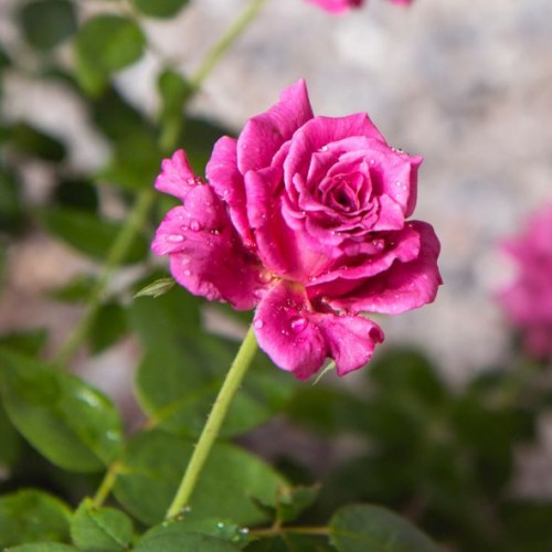 Rosa "Claude Brasseur"