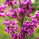 Cercis siliquastrum (arbre de judée)