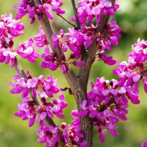 Cercis siliquastrum (arbre de judée)