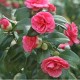 Camelia japonica - Camélia