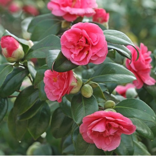 Camelia japonica - Camélia