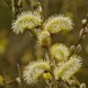 Salix x tetrapla - saule