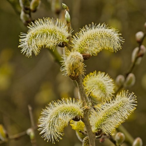 Salix x tetrapla - saule