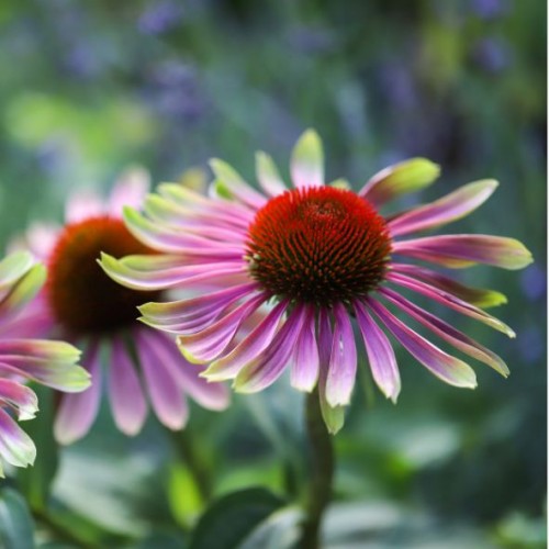 Echinacea purpurea 'Green Twister' - Echinacée