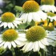 Echinacea purpurea 'Pow Wow White' - Echinacée