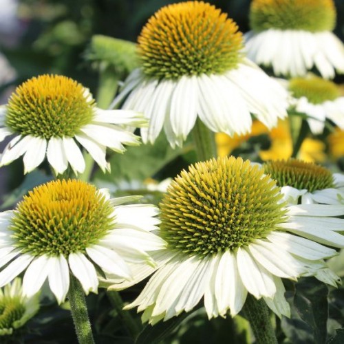Echinacea purpurea 'Pow Wow White' - Echinacée