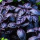 Ocimum basilicum - Basilic rouge