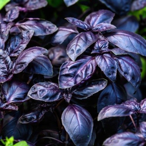 Ocimum basilicum - Basilic rouge