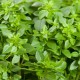 Ocimum basilicum - Basilic grec