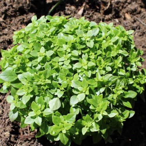 Ocimum basilicum - Basilic petites feuilles