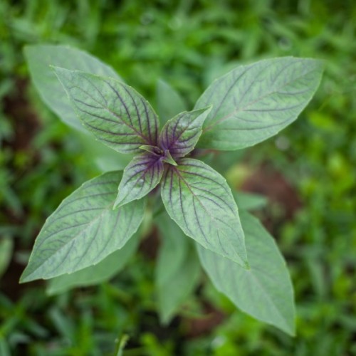 Ocimum basilicum - Basilic thai