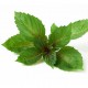 Ocimum basilicum - Basilic t’aurais