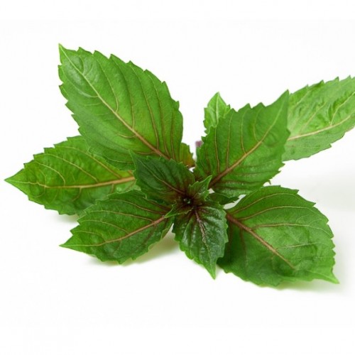 Ocimum basilicum - Basilic t’aurais