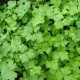 Petroselinum crispum var. neapolitanum - Persil,plat