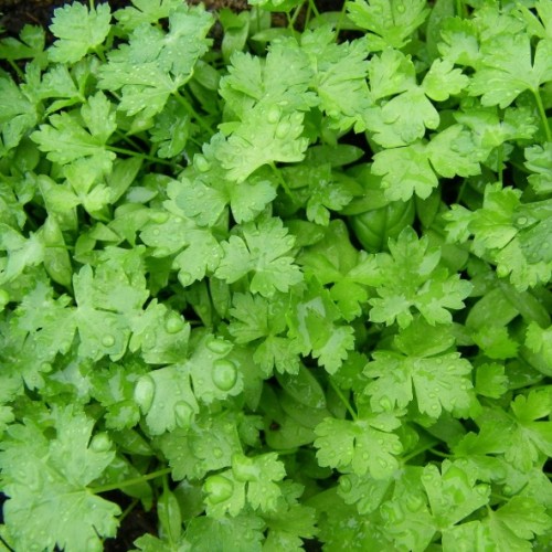 Petroselinum crispum var. neapolitanum - Persil,plat