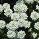 Iberis snowflake