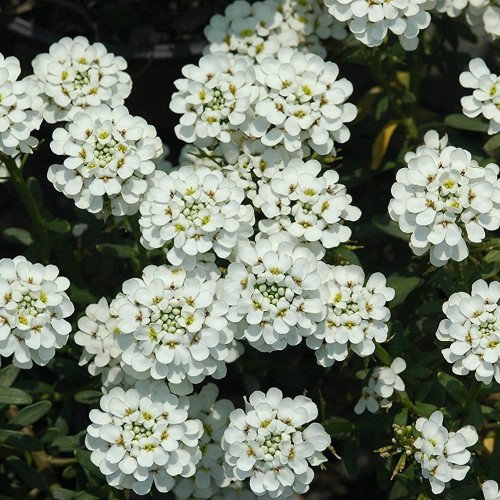 Iberis snowflake