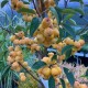 Malus robusta ´Yellow Siberian' - Pommier d’ornement