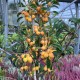 Malus robusta ´Yellow Siberian' - Pommier d’ornement