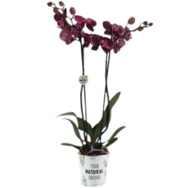 Phalaenopsis 2BR montpellier