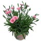 Dianthus caryophyllus 'Peach Party'