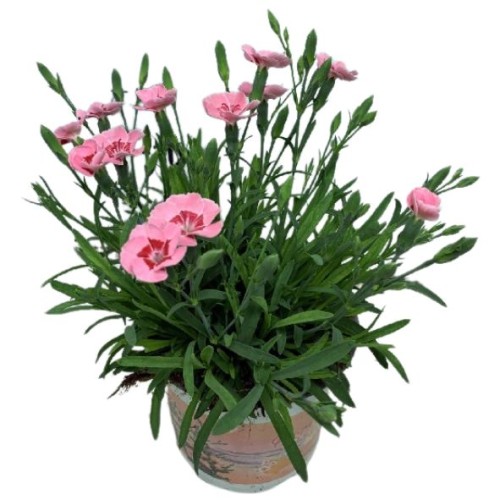 Dianthus caryophyllus 'Peach Party'