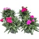 Dianthus caryophyllus - mélange