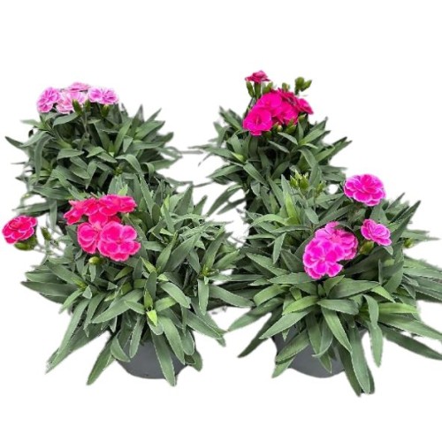 Dianthus caryophyllus - mélange