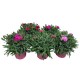 Dianthus caryophyllus - mélange