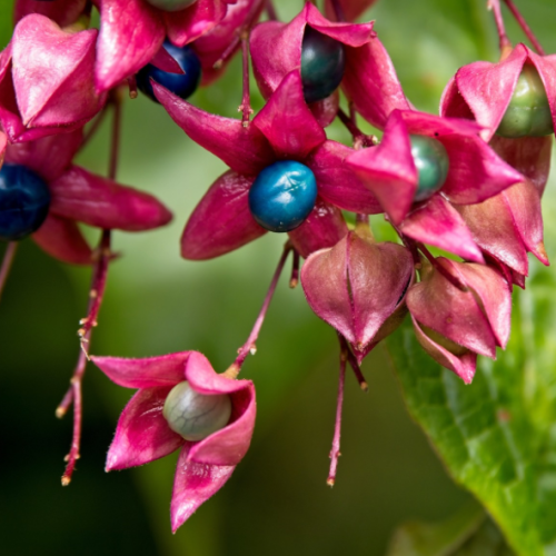 Clerodendrum trichotomum
