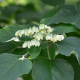 Clerodendrum trichotomum