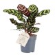 Calathea Makoyana