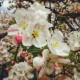 Malus floribunda 'Everest' (pommier d’ornement)
