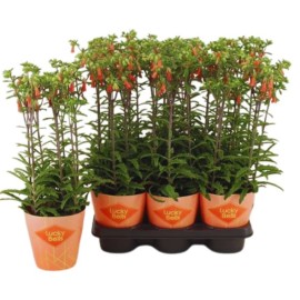 Kalanchoe "Lucky bell"