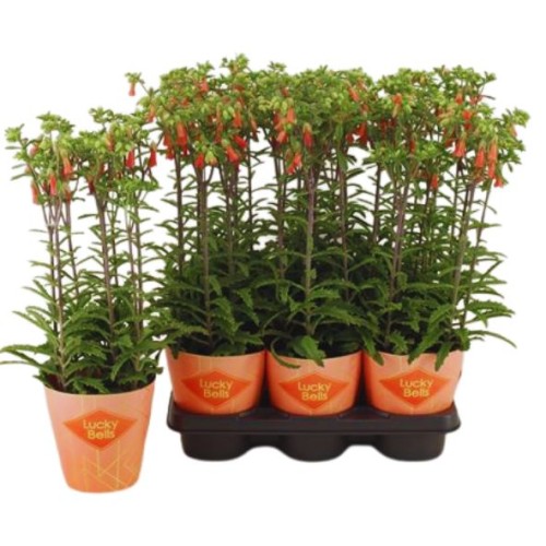 Kalanchoe "Lucky bell"