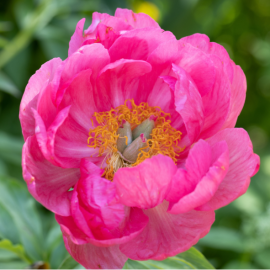 Paeonia lactiflora 'Paula Fay'