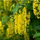 Laburnum anangyroides