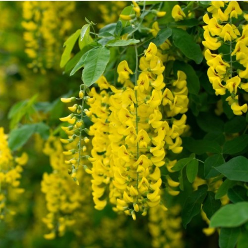Laburnum anangyroides