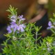 Westringia fruticosa "Romarin de l'Australie"