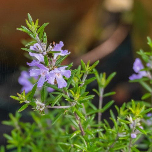 Westringia fruticosa "Romarin de l'Australie"