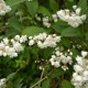 Deutzia Scabra Pride of Rochester "Fierté de Rochster"